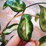 Hoya Carnosa 'Marlea' Image 4