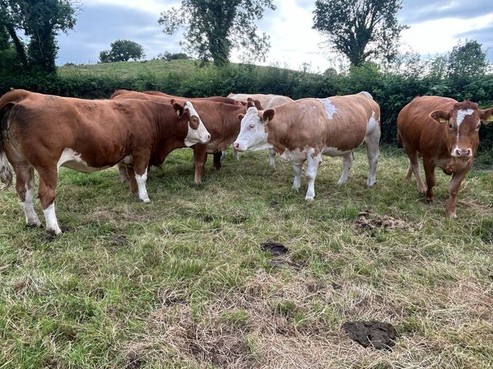 Springing and incalf heifers