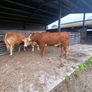 7 organic incalf heifers Image 6