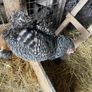 Beautiful maran hen and chicks Image 3