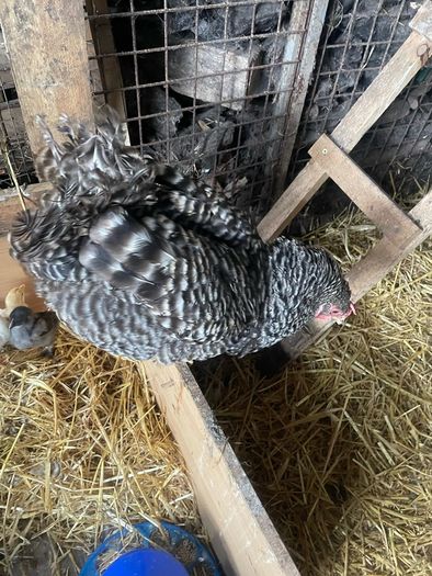 Beautiful maran hen and chicks
