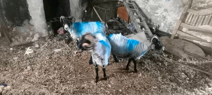 Sheep