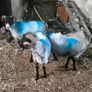 Sheep Image 4