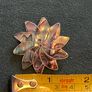 Vintage silver plated abalone brooch Image 3