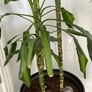 plant Image 2