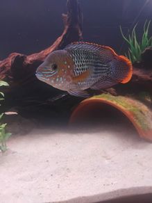 green terror blue dolfin cichlids to lovely fish