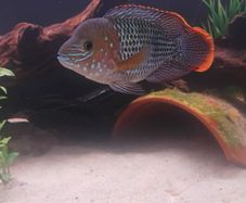 green terror blue dolfin cichlids to lovely fish