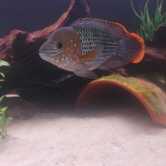 green terror blue dolfin cichlids to lovely fish