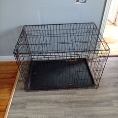 large dog create