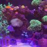 fish Image 2