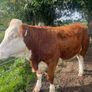 Bulling heifers Image 10