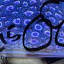 Corals Easy Image 6