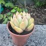 plant Image 2