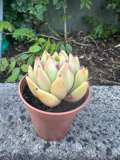 plant