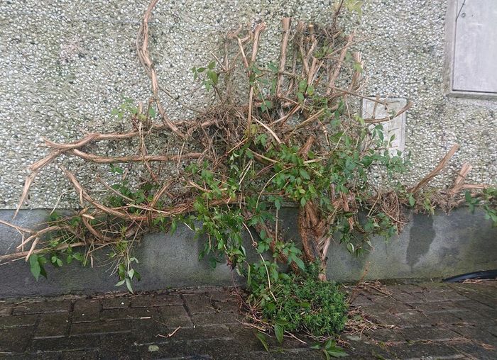 Clematis "Montana Rubens" Plant