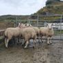 Organic Cheviot Hoggets Image 6