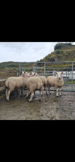 Organic Cheviot Hoggets