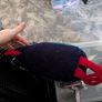 Takahe bird plush toy - soft toy Image 2