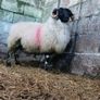 Hogget rams and ram lamb Image 7