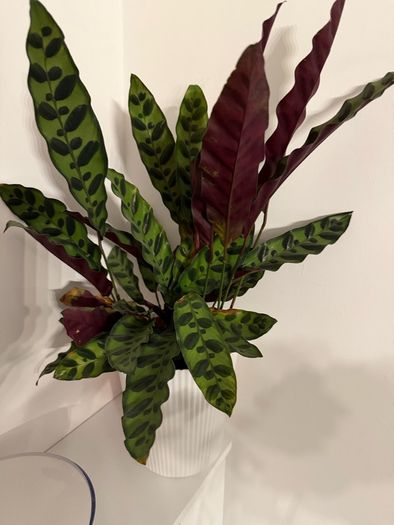 Plants for sale