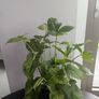 Syngonium Mottled Plant Plant Image 2