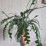 Epiphhyllum anguliger plant zigzag cactus Image 2