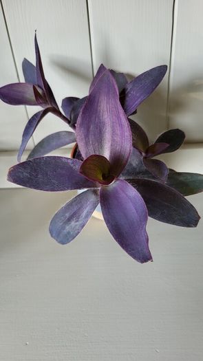 Trailing House Plants.