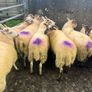 Hoggets Image 6