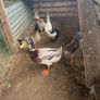 Ducks and American Brahamas chicks Image 2