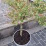 Salix Integra Flamingo small tree Image 2