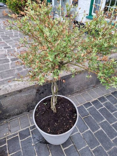 Salix Integra Flamingo small tree