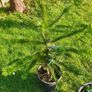 Araucaria Image 2