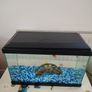 15Litre Fish tank Image 2