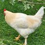 Faverolles x Leghorn Rooster Image 2