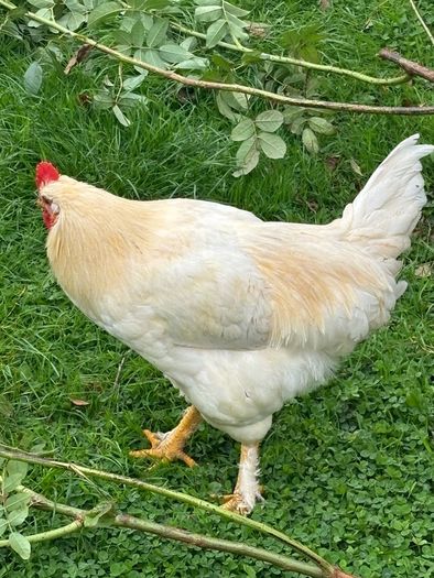 Faverolles x Leghorn Rooster