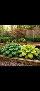 Giant Hosta SALE