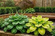 Giant Hosta SALE