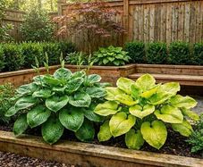Giant Hosta SALE