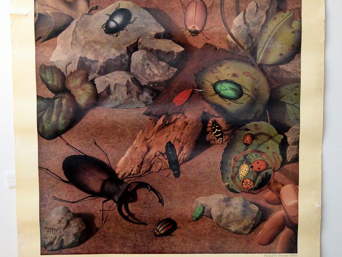 Vintage 1950's Shell Nature Study Beetles poster