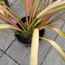 Phormium New Flax Flamingo Image 2