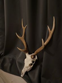 Deer antlers for sale