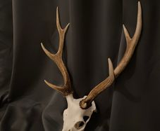 Deer antlers for sale