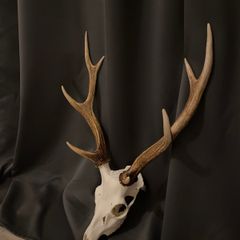Deer antlers for sale