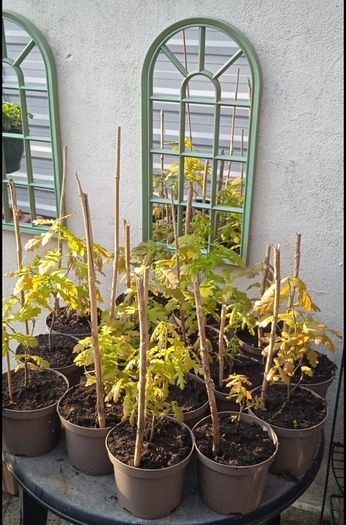 Healthy Native Oak Saplings (2 Years Old)