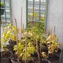 Healthy Native Oak Saplings (2 Years Old) Image 2