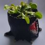 venus flytrap in pot Image 2