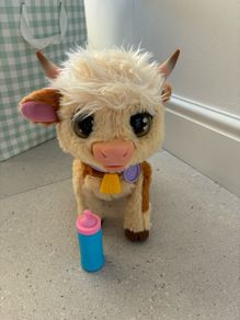 Talking cow