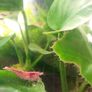 Dwarf shrimps for fish tank Image 5