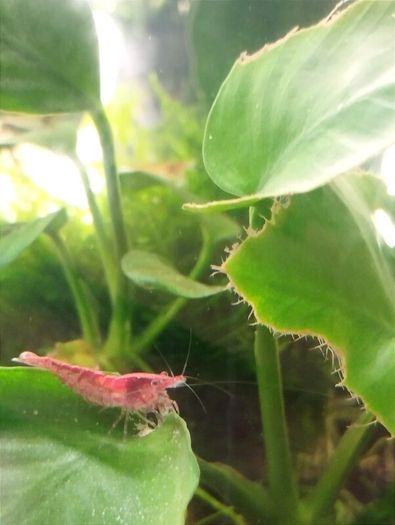 Dwarf shrimps for fish tank