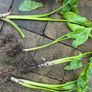 Calla Lily perennial Image 10